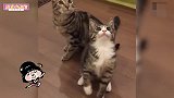 关于猫咪们的视频，躺在洗手台喝水真不错，甚至还会跳舞