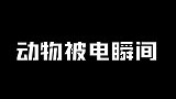 猴子作死的各种瞬间，小猴爬上高压线，全身被烧焦太惊险了