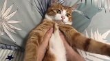 戏精强吻一只小猫咪，嗯嗯真配合