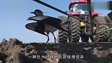 一只保护自己孩子的鸟妈妈再次火了，虽然很害怕，依旧没有退缩