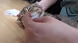 小奶猫要不要这么可爱？前1秒活泼，后1秒倒下就睡着