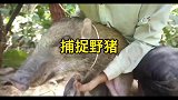 越南小哥用自己设计的陷阱捕捉器捕获到了凶猛的野猪