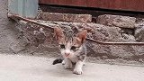 家门口来了一条小奶猫，四处寻找妈妈