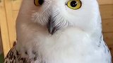 生气的雪鸮对饲养员爱搭不理，没想到抗拒不了摸头杀