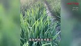 村里浇地每小时180元，周边小麦干枯农民也不敢浇地？多方回应