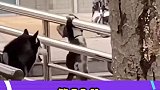 猫咪：斗得过鳄鱼，抓得了耗子，没想到栽在二哈这了