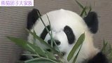 大头熊猫宝宝彩浜在线吃“可爱”，每个表情每个动作都萌化你的心