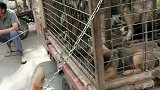 被抛弃的狗狗。它只想有个家