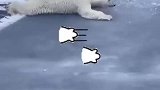 北极熊是如何通过薄冰的
