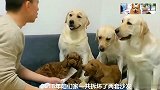 主人以报告的形式，告诉狗狗要爱护沙发，赛文听懂了，沉默不语