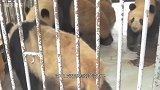熊猫宝宝“出师不利”，越狱却卡住了脖子：饲养员快来救救我呀