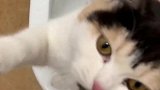 猫：这马桶水味儿可好了，你也来喝两口啊！