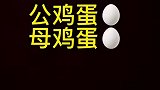 我知道公鸡蛋母鸡蛋