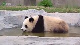 大熊猫雪宝：熊家的澡堂开业了，请大家多多支持光顾哦