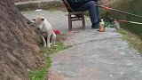下完夜班还要陪主人钓鱼，狗子实在顶不住了