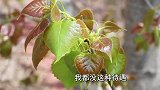 小欧忽悠叔叔，用16个字讲了一个故事，叔叔听完无语了