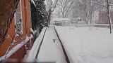 雪地里趟雪的猫咪，这姿势太逗了吧，但是也好萌啊！