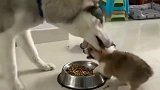 小奶狗和二哈抢食，真是太可爱了，奶凶奶凶的！
