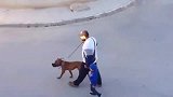 主人和宝宝领着狗狗在街道上散步，狗狗一个动作救了主人！