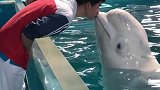 小哥哥的初吻给了白鲸