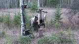 熊想吃电网上的鹿，被电了2次后。接下来的做法让人不淡定