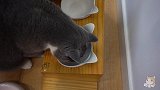 假如给猫咪喂空气，它会上当嘛？