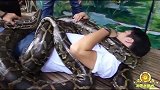 用生命在按摩！印尼推出蟒蛇按摩服务！