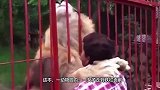 女子隔着铁门挑逗狮子，不料狮子一手抱住女子，结果会怎样