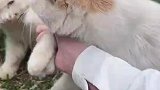 怎么今天回家还能捡两只猫呢