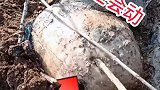 真是不看不知道，竟然还是活的