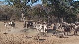 疣猪正在吃食，突然倒地身亡，凶手是谁