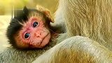 猴子宝宝张着嘴，无声地想喝奶，让人心碎