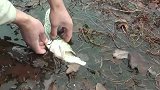 狗鱼吃红眼鱼，结果自己死了，对方还活着