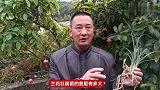 兰花壮弱苗的差距究竟多大？不仅是几片叶子，更多奥秘在根部