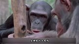 猩球崛起真的有可能吗？日本科学家养了只猩猩，记忆力竟胜过人类