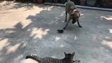 美国狸花猫现场教学：狗子抓老鼠，猫咪在一旁静静的看着!