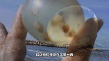 男子发现海滩上有个洞，立马徒手开挖，结果挖出个未知生物