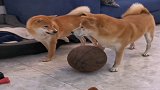柴犬为了篮球打起来了，说好一起玩的，你却想独占！