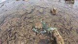 保护及生物遇险阿平成功解救，据说有着蓝色血液和恐龙一样的历史