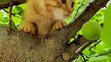 这么可爱的小猫咪