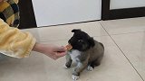 小奶狗吃肉干，4只大狗在旁边对它虎视眈眈，画面太逗笑喷了