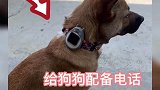 狗狗经常贪玩不回家主人给狗狗脖子上佩戴专用电话