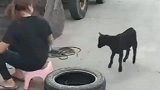 初生牛犊不怕虎，我都不敢惹她，这是作死的节奏啊