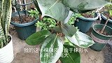 天凉了，橡皮树修剪打顶告一段落，加点“营养餐”，更茁壮