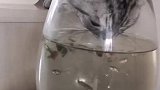 猫：我把水喝完，这下看你们哪里逃！