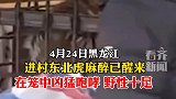 进村东北虎已醒来在笼中凶猛咆哮  野心十足