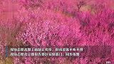 南京钟山风景区通报一游客站在石刻文物上拍照：警方已开展调查