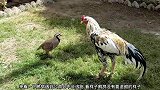鹧鸪遇到公鸡会不会动手打起来，公鸡被人丢过去，试了一下