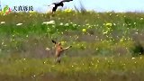 野兔自带外挂！面对老鹰凶残猎捕，使出“兔子蹬鹰”的绝技！