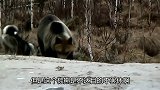 棕熊闯入居住区想要偷东西，不料被狗子抓包，当场驱赶出去